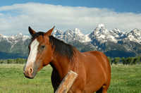 Horse in Antelope Flats, Grand Teton National Park, Wyoming