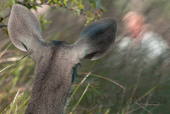 Coues white-tailed deer, Ramsey Canyon Preserve, Arizona