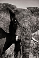 African elephant, Kruger National Park, South Africa
