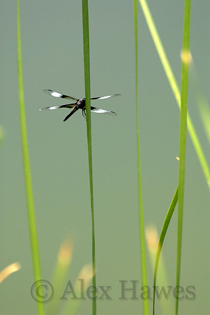 Dragonfly, Dead Horse Ranch State Park, Cottonwood, Arizona