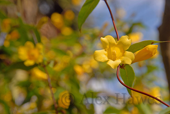 Trumpet vine, Savannah, Georgia