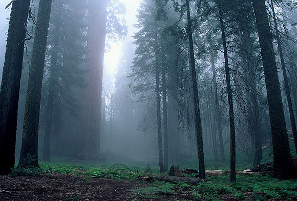 Sequoia National Park, California