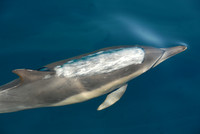 Dolphin, Channel Islands Marine Sanctuary off Santa Barbara, California
