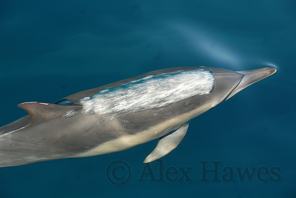 Dolphin, Channel Islands Marine Sanctuary off Santa Barbara, California