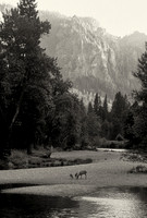 Mule deer doe and fawns, Yosemite Valley, California
