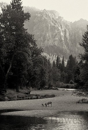 Mule deer doe and fawns, Yosemite Valley, California