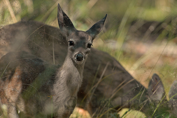 Coues white-tailed deer, Ramsey Canyon Preserve, Arizona
