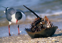 Beached horseshoe crab, Cape May, New Jersey