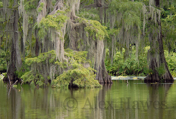 Atchafalaya Swamp, Breaux Bridge, Louisiana