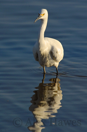 Snowy egret, Elkhorn Slough, Moss Landing, California