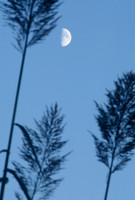 Moon over the National Zoo, Washington, D.C.