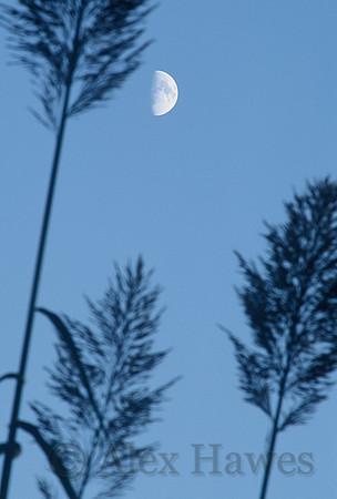 Moon over the National Zoo, Washington, D.C.