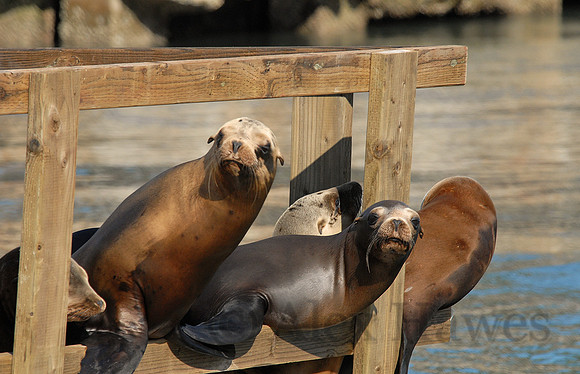California sea lions, Elkhorn Slough, Moss Landing, California