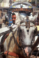 Horse cart, Old Peshawar, Pakistan