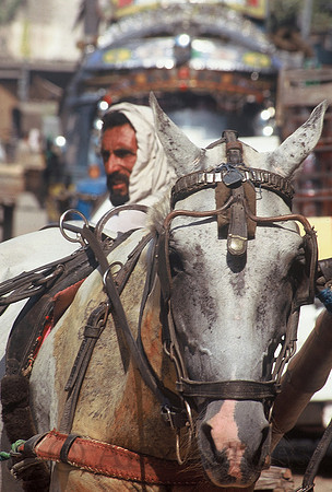Horse cart, Old Peshawar, Pakistan