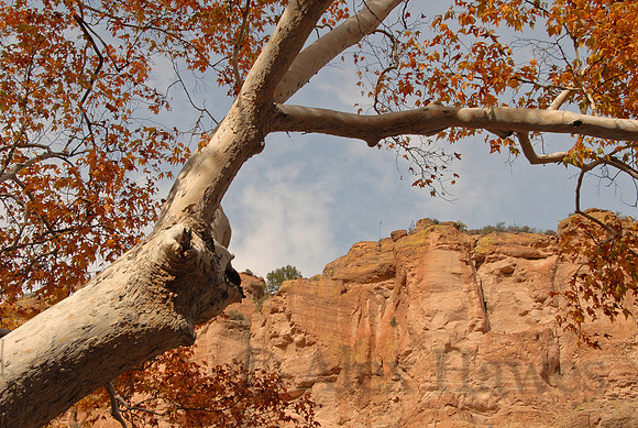 Arizona sycamore, Aravaipa Canyon, Arizona