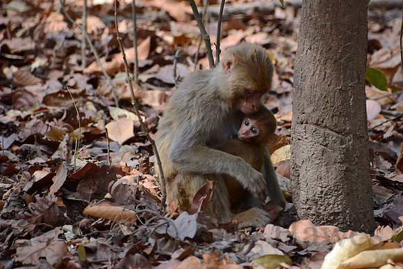 Rhesus macaque with infant, Jim Corbett National Park, Nainital, Uttarakhand, India