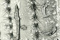 Close-up of saguaro cactus
