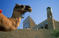 Camel, Khiva, Uzbekistan
