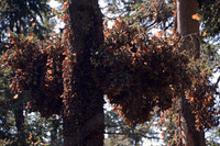 Monarch butterflies, Sierra Chincua Butterfly Sanctuary, Michoacan, Mexico