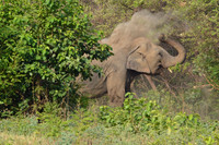 Asian elephant, Jim Corbett National Park, Nainital, Uttarakhand, India