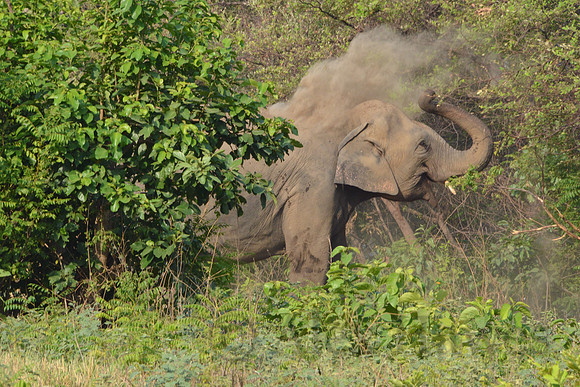 Asian elephant, Jim Corbett National Park, Nainital, Uttarakhand, India