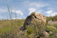 Catalina State Park, Oro Valley, Arizona