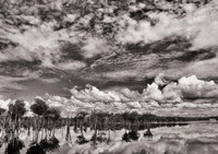 Flooded forest of the Rio Negro, Amazon Rainforest, Brazil