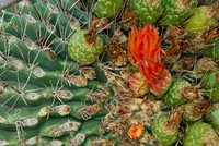 Barrel cactus flowers, Sonoran Desert, Arizona