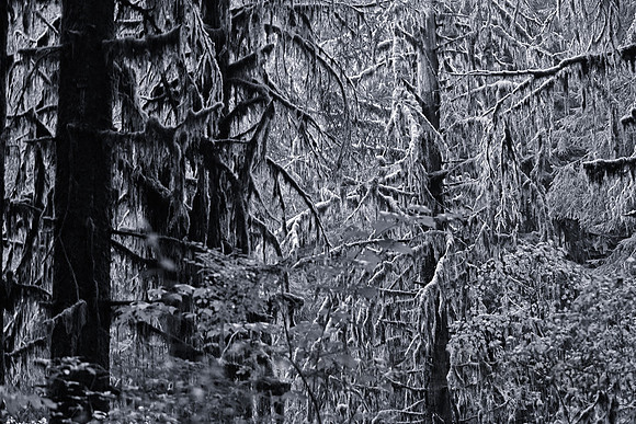 Hoh Rainforest, Olympic National Park, Washington