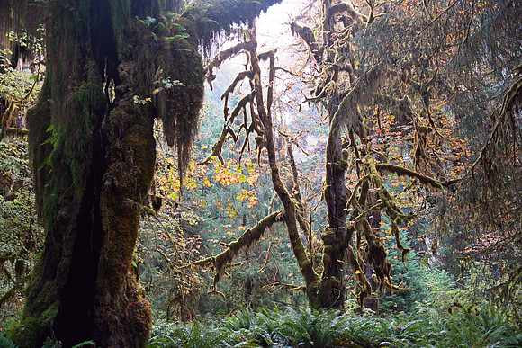 Hoh Rainforest, Olympic National Park, Washington
