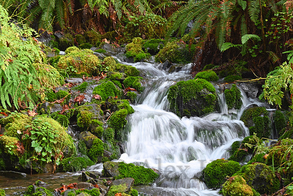 Hoh Rainforest, Olympic National Park, Washington