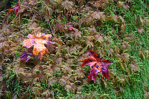 Hoh Rainforest, Olympic National Park, Washington