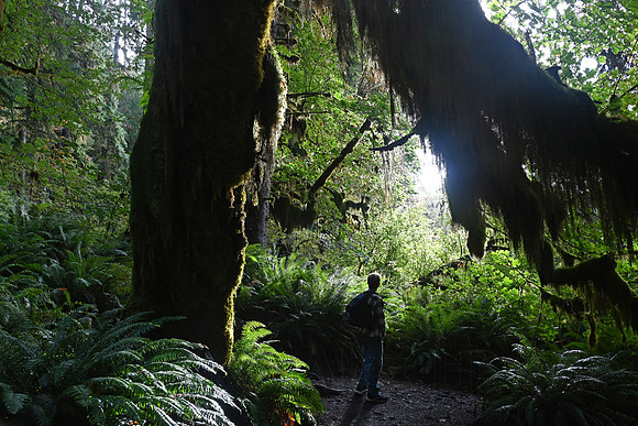 Hoh Rainforest, Olympic National Park, Washington