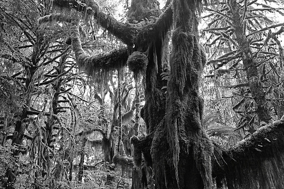 Hoh Rainforest, Olympic National Park, Washington