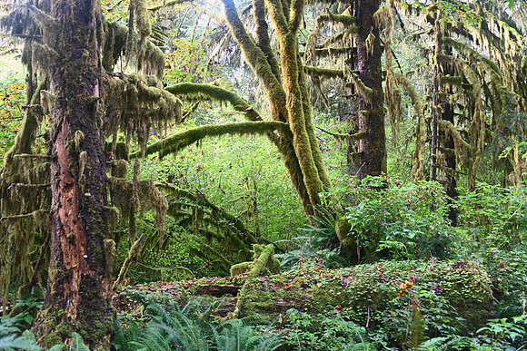 Hoh Rainforest, Olympic National Park, Washington