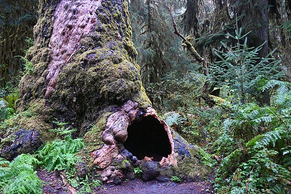 Hoh Rainforest, Olympic National Park, Washington