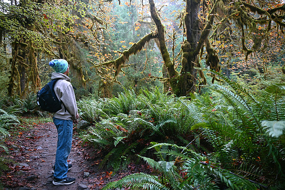 Hoh Rainforest, Olympic National Park, Washington