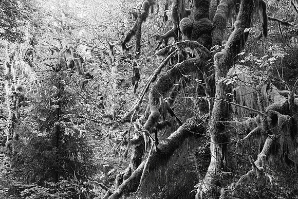 Hoh Rainforest, Olympic National Park, Washington