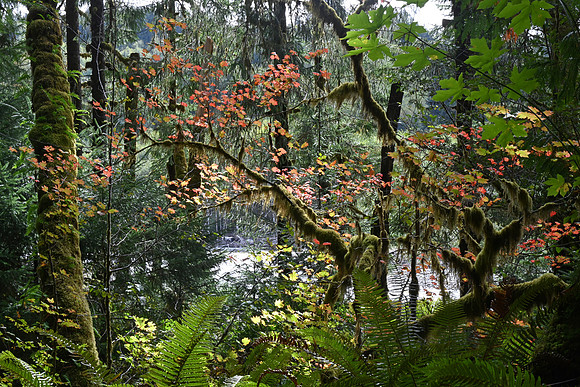 Hoh Rainforest, Olympic National Park, Washington