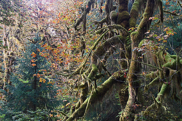 Hoh Rainforest, Olympic National Park, Washington