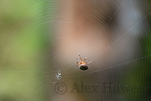 Spider, Hoh Rainforest, Olympic National Park, Washington