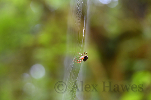 Spider, Hoh Rainforest, Olympic National Park, Washington