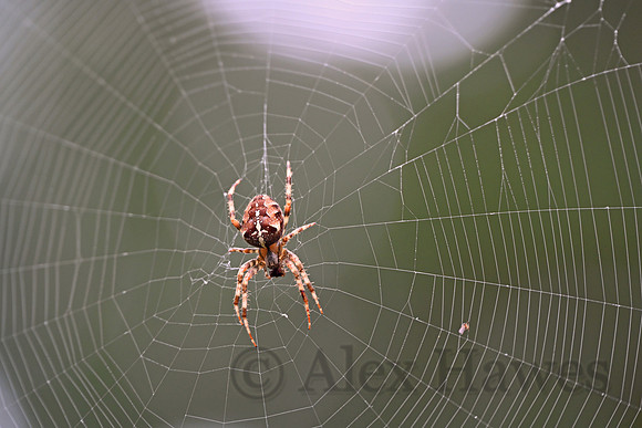 Spider, Hoh Rainforest, Olympic National Park, Washington