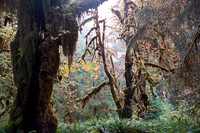 Hoh Rainforest, Olympic National Park, Washington