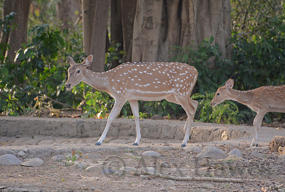 Spotted deer (chital) doe and fawn, Jim Corbett National Park, Nainital, Uttarakhand, India
