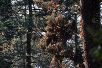 Monarch butterflies, Sierra Chincua Butterfly Sanctuary, Michoacan, Mexico