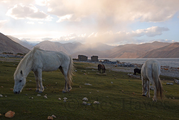 Horses grazing, Pangong Tso (Lake), Ladakh, India