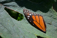 Monarch butterfly wing, Sierra Chincua Butterfly Sanctuary, Michoacan, Mexico