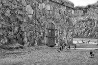 Barnacle geese, Suomenlinna Sea Fortress, Helsinki, Finland